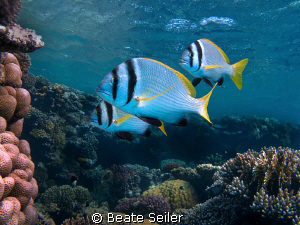 Three Porkfish at the housereef El Quadim, taken with Can... by Beate Seiler 